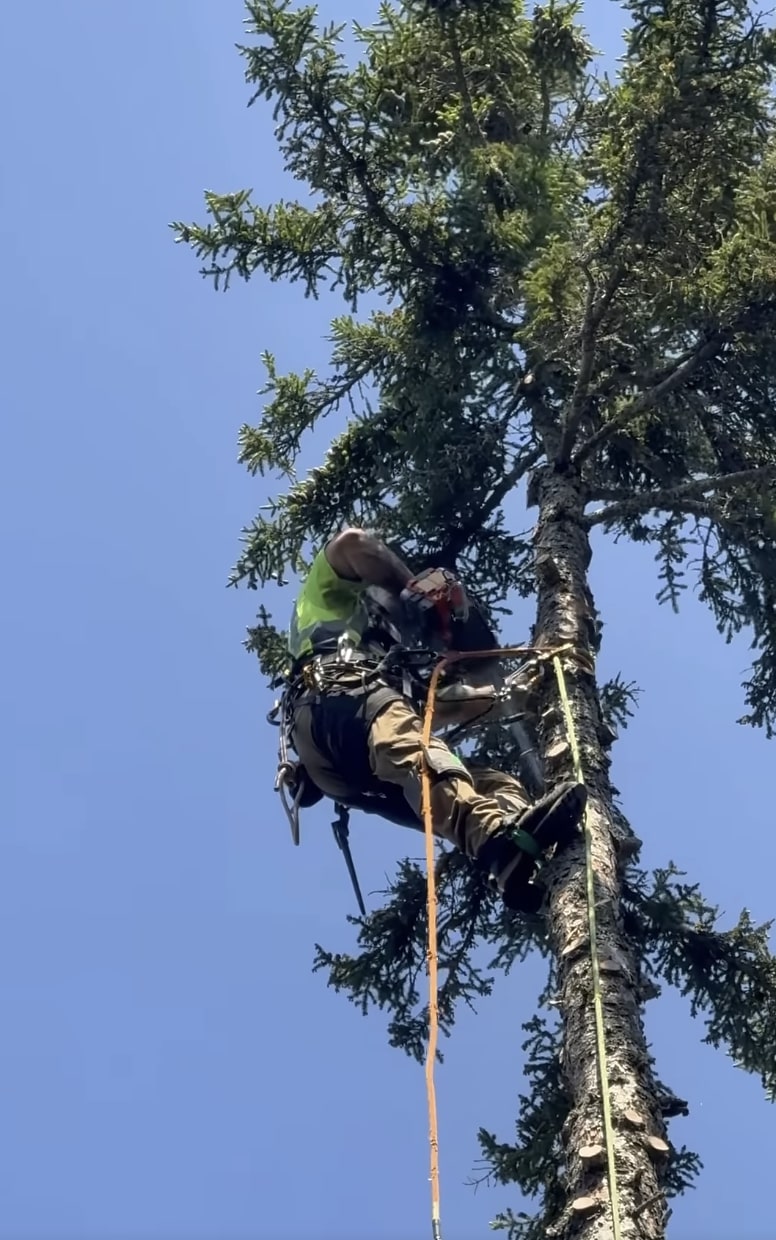 Professional arborist providing tree service in Pico Rivera, CA
