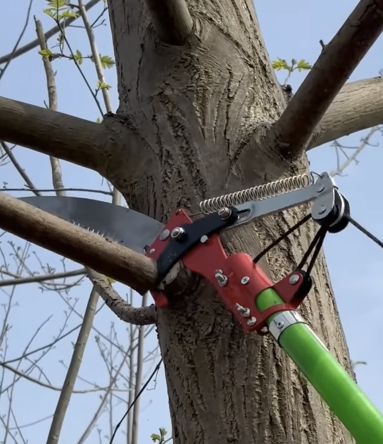 Tree Trimming & Pruning service in Pico Rivera, CA
