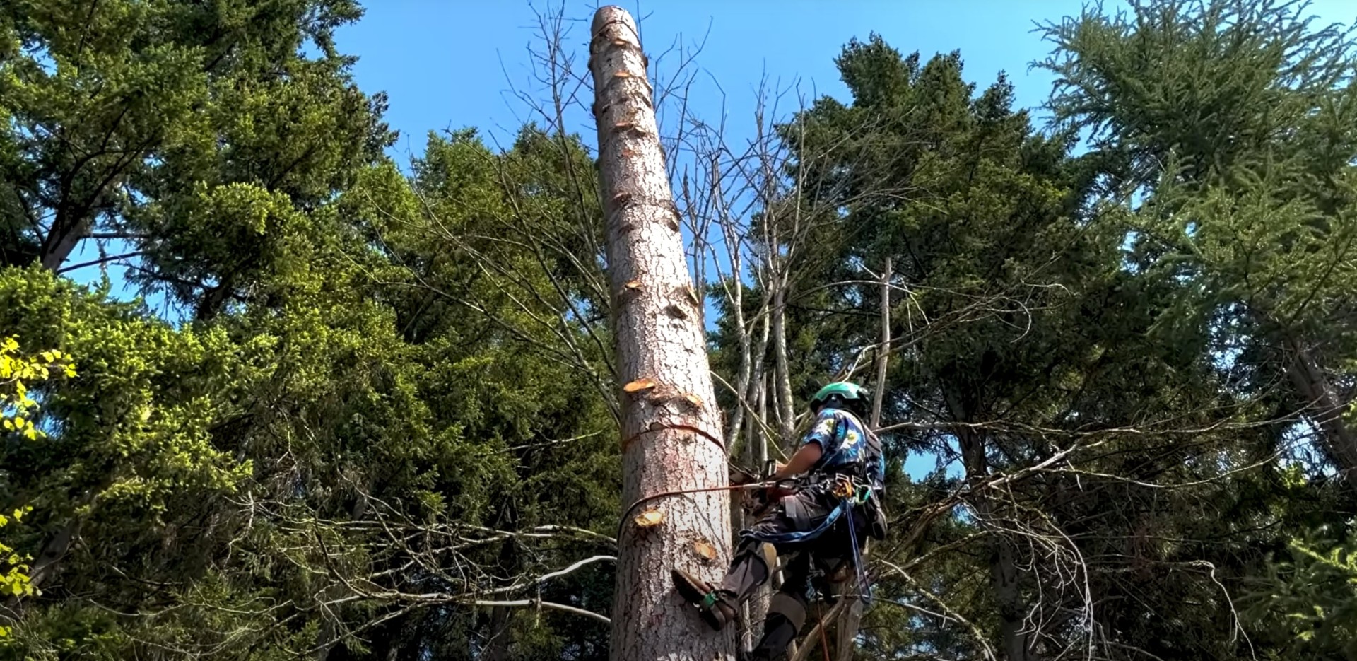 Expert Tree Climbing and Pruning Professional arborist climbing tall tree with safety gear for pruning and maintenance