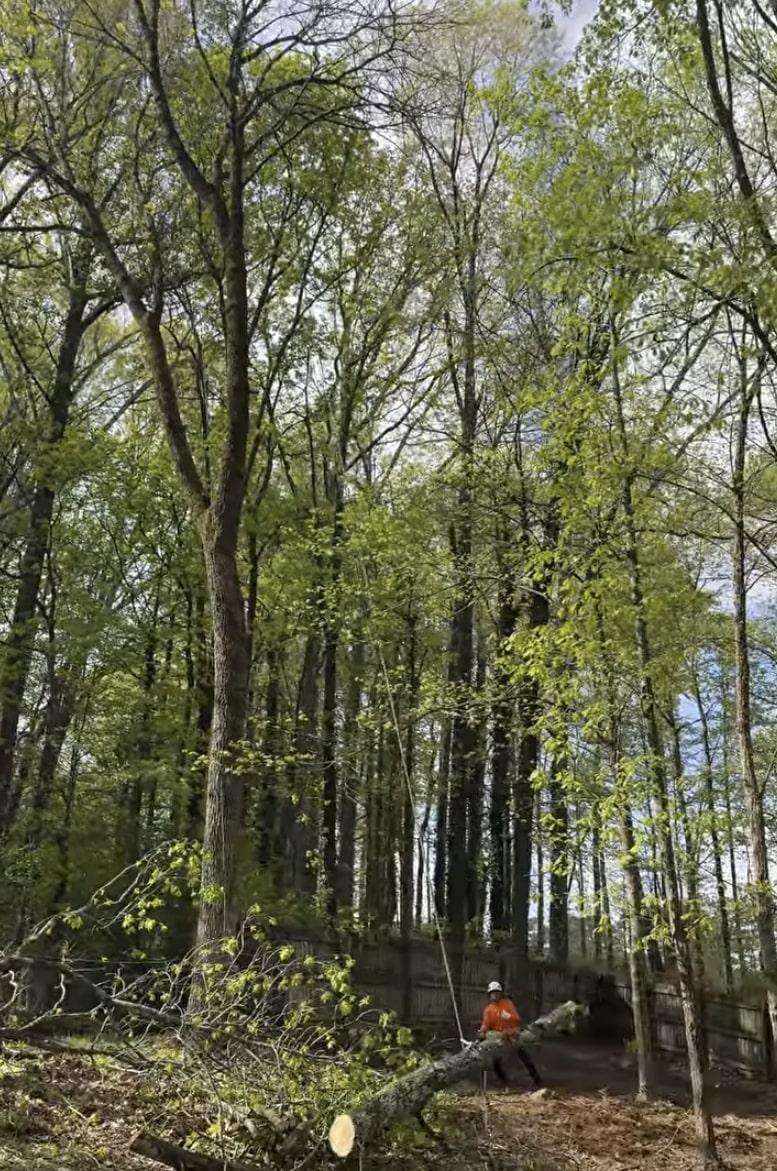 Expert Tree Removal in Wooded Areas Professional tree service crew safely removing large trees in dense forest area