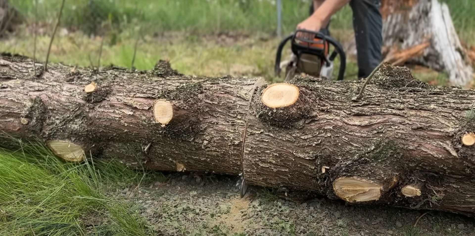 Professional Tree Cutting and Processing Cut tree logs showing professional tree cutting and processing services