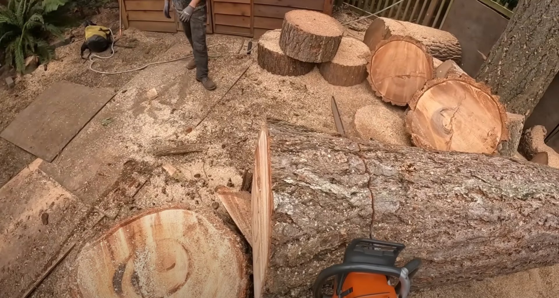 Professional Tree Cutting and Processing Fresh cut tree logs and professional tree cutting equipment